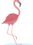 Flamingo05