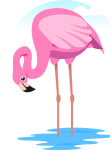 Flamingo12