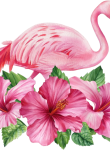 Flamingo23
