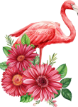 Flamingo29