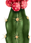 Kaktüs02