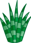 Kaktüs27