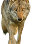 Wolf01