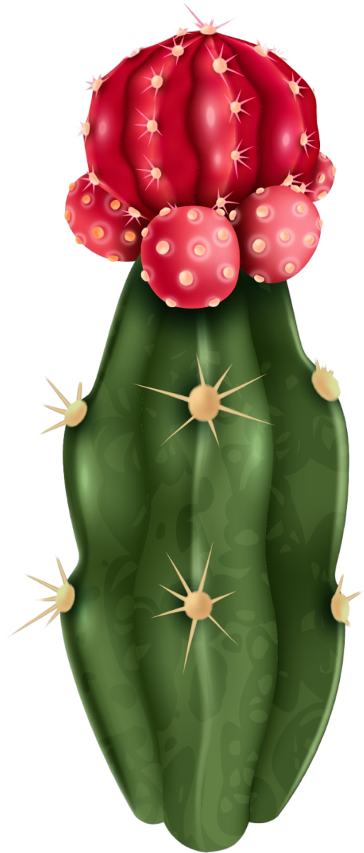 Kaktüs02
