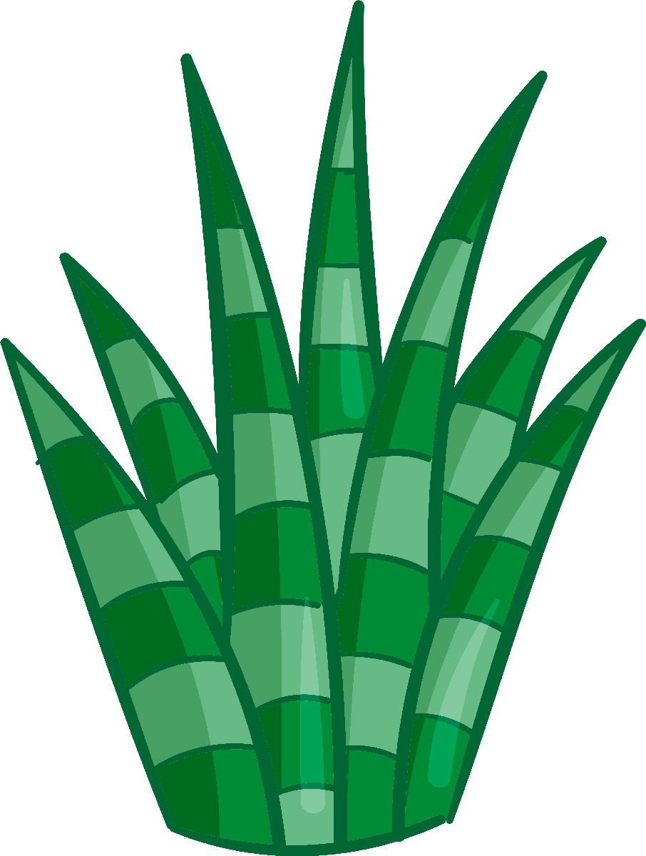 Kaktüs27